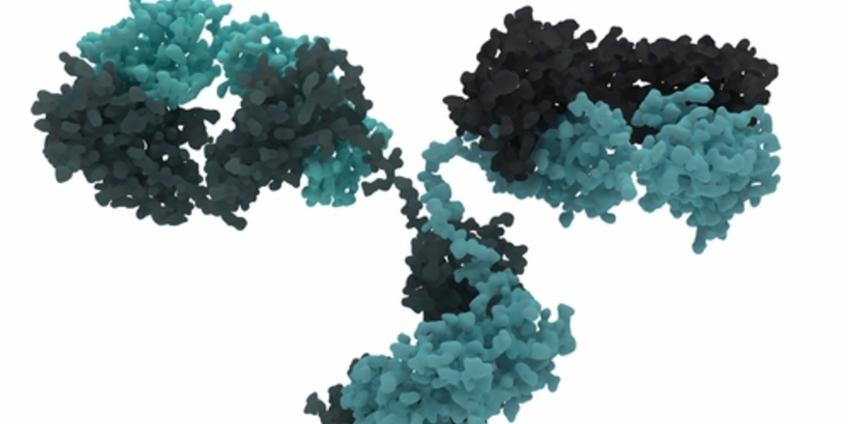 Ein neuer Antikörper enthüllt gefährliche Bereiche des Huntingtin-Proteins