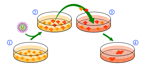 Überblick über den Prozess, wie man IPSC aus Hautzellen macht. 1) Hautzellen sind in einer Schale gewachsen und (2) werden mit Genen behandelt, die für den Wandel in Stammzellen wichtig sind. (3) Ein Teil der behandelten Zellen wird sich dadurch in induzierte pluripotente Zellen umwandeln (4).  