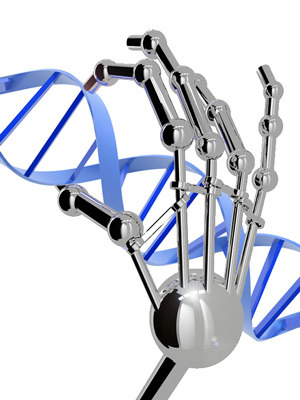 Zinkfinger können entwickelt werden, um sich an jeder DNA-Sequenz festzuhalten, wie man will. Sie schauen allerdings nicht wirklich wie eine Roboterhand aus.   