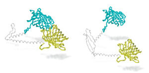 Die Forscher bauten einen molekularen "Annäherungssensor“, der glüht, wenn seine beiden Hälften sehr nah zusammen sind, wie in diesem Diagramm aus der Veröffentlichung gezeigt wird. Auf der linken Seite bringt das Glutamin-„Scharnier“ die blaue und die gelbe Hälfte zusammen. Auf der rechten Seite, in einem Huntingtin-Protein mit viel Glutamin, verhindert das "rostige Scharnier“, dass sie nahe genug zusammen kommen.   