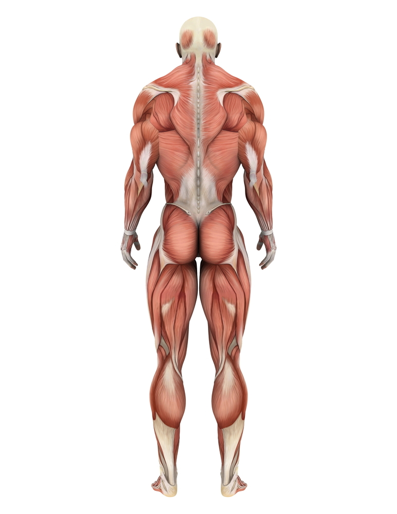 Die Muskeln des Körpers bestehen aus Fasern, die bei der Huntington-Krankheit zusätzlich erregbar sein könnten. Könnte dies zu den Bewegungssymptomen beitragen?  