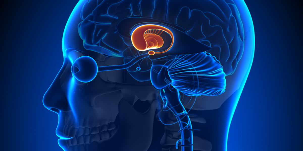 Das Gehirn bei der Huntington-Krankheit: Mehr als die Summe seiner Teile?