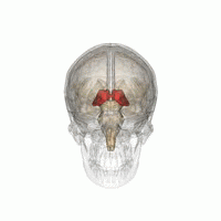 Der Thalamus (in rot) liegt tief im Zentrum des Gehirns und dient als Schaltstation für Nachrichten die von einem Teil des Gehirns in einen anderen Teil geschickt werden.   