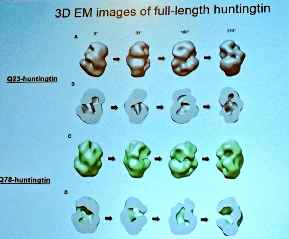 Ihn Sik Seong zeigte diese faszinierenden Bilder des groben Aussehens eines normalen und eines mutierten Huntingtin-Proteins, das Ursache der Huntington-Krankheit ist.   