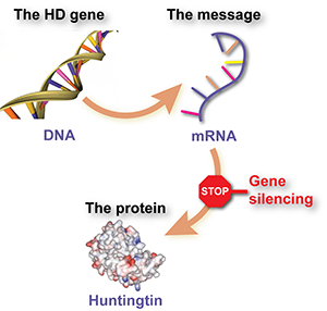 Gen-Silencing reduziert die Huntingtin-Produktion durch die Verhinderung des Ablesens ihrer RNA-Nachricht von den Zellen  