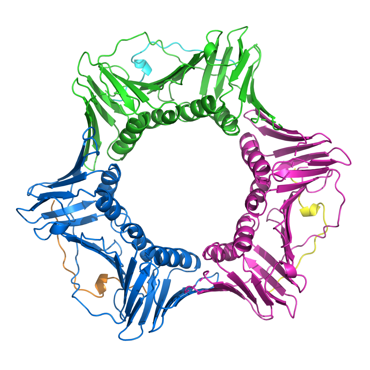 PCNA ist ein sternförmiges Protein, das FAN1 bei der DNA-Reparatur hilft.  
