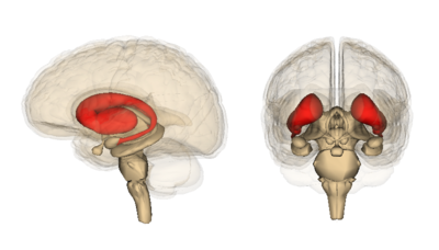 Das Striatum (hier in Rot dargestellt) ist die Gehirnregion, die bei den Huntington-Mutationsträgern am schnellsten degeneriert. Der Kortex, die Quelle der anderen durch Finkbeiner‘s Gruppe untersuchten Zellarten, ist der faltige, äußere Teil des Gehirns.
