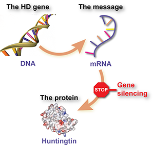 Bei der Stummschaltung von Genen wird die Produktion eines bestimmten Proteins gehemmt, indem die dazugehörige mRNA nicht von den Zellen ausgelesen wird