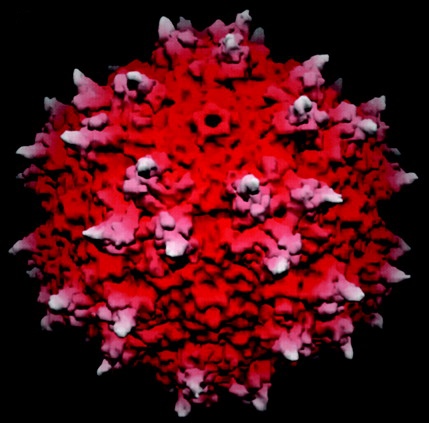 Adeno-assoziiertes Virus Typ 2, das Virus, das verwendet wird, um Gene in das Gehirn von Parkinson-Patienten einzuschleusen