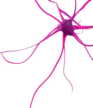 Neuronen sind spezielle Gehirnzellen, die bei den neurodegenerativen Erkrankungen absterben. Finkbeiner‘s Forschung zeigt Unterschiede in der Recyclingeffizienz zwischen Neuronen verschiedener Regionen des Gehirns.