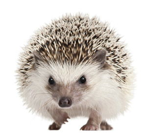 Überall Dornen... Ein Transkriptionsfaktor namens 'Sonic Hedgehog' bewirkt die Entwicklung von Stammzellen in mittelgroße bedornte Neurone