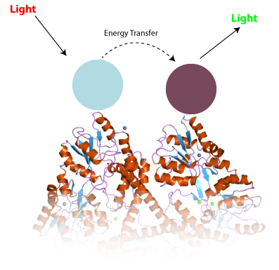 Das Prinzip der TR-FRET. Zwei verschiedene Antikörper (blau und lila) klebten an einem Protein wie Huntingtin, um zu interagieren, um die Eigenschaften von Licht in einer Weise zu verändern, die man messen kann.