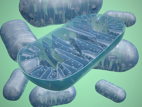 Eine der Hauptaufgaben von PPAR-delta ist es die Mitochondrien zu steuern, welche die Kraftwerke in Zellen sind.