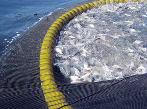 Ein großes Netz wird viele Fische fangen, aber die Aufbereitung ist harte Arbeit, und es besteht die Gefahr, unerwünschte Fische zu fangen. Entdeckungs-orientierte Forschung ist so ähnlich - sie erzeugt viele Daten, die sehr sorgfältig analysiert werden müssen, um irreverführende Schlussfolgerungen zu vermeiden.