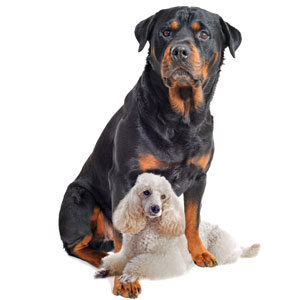 DNA/RNA-Bindeproteine dienen dem Schutz unserer DNA, können aber auch Schaden anrichten, wie ein Wachhund, der Amok läuft. Wissenschaftler haben diese Proteine untersucht, indem sie den "Wachhund" genetisch durch eine "zahmere" Variante ersetzt haben.