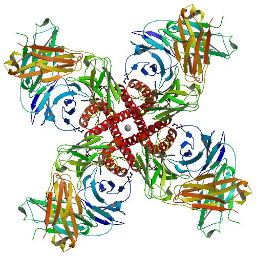 Kalium und andere Ionen reisen durch "Ionenkanäle". Ionenkanäle sind erstaunlich komplizierte Proteine, die diese elektrisch geladenen "Ionen" in die Zelle eindringen lassen. Hier sehen wir einen Kaliumkanal außerhalb der Zelle, mit Blick hinein. Der winzige Punkt in der Mitte stellt die Größe eines einzelnen Kaliumions beim Aufladen der Zelle dar!