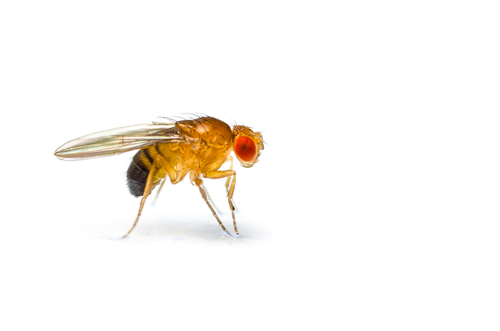 Diese Forschung wurde bei Fruchtfliegen durchgeführt. Sie sind einfach genetisch zu manipulieren, können uns aber nicht direkt etwas über die menschliche Huntington-Krankheit sagen