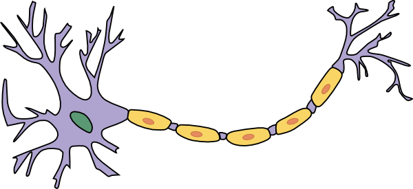 In diesem Cartoon sind die "Dendriten" des Neurons die dünnen Ausläufer links. Das "Soma" des Neurons ist der Hauptteil der Zelle (hier in Lila). Die lange Leitung, die rechts herausragt, ist das "Axon" des Neurons.