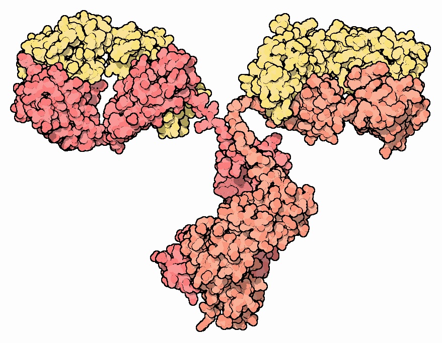 Antikörper sind spezielle Proteine, die vom Körper gemacht wurden, deren Arbeit es ist, andere Proteine, wie das Huntingtin-Protein, zu erkennen.