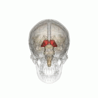 Der Thalamus (in rot) liegt tief im Zentrum des Gehirns und dient als Schaltstation für Nachrichten die von einem Teil des Gehirns in einen anderen Teil geschickt werden.