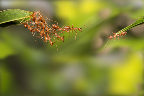 Die Aufgabe eines Neurons ist es, mit anderen Neuronen zu kommunizieren, indem chemische Botenstoffe zwischen den Zellen übertragen werden.