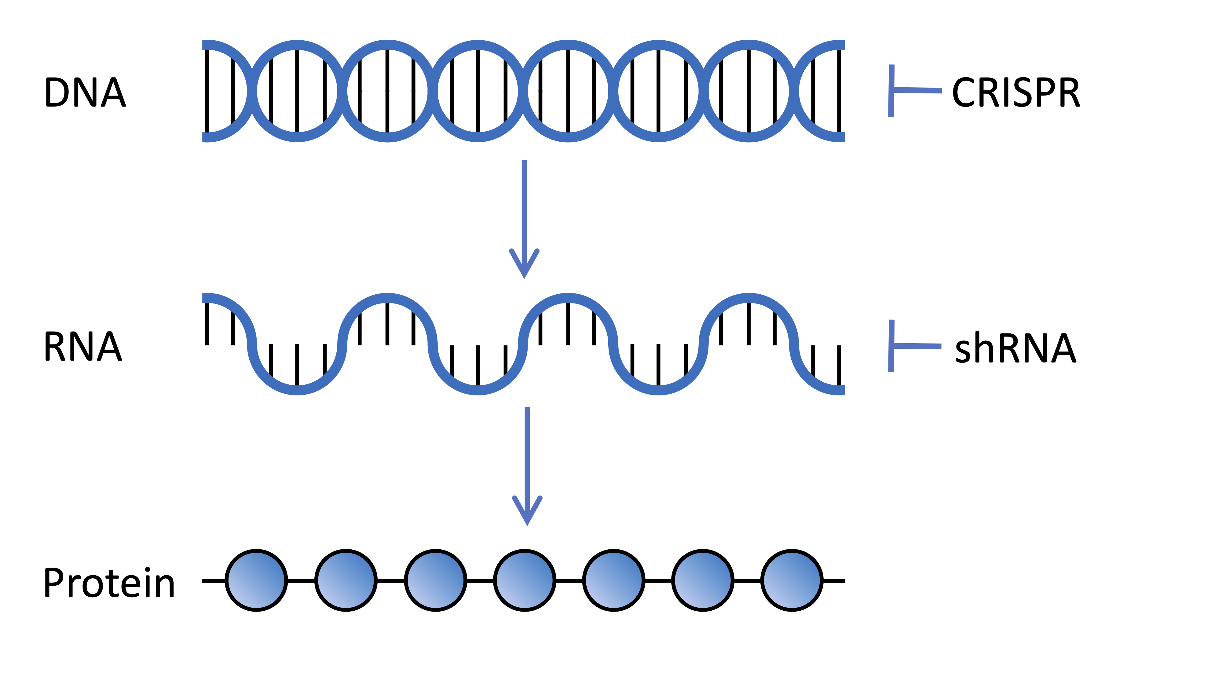 Die Gene in der DNA werden in die Boten-RNA übertragen, welche zum Bau von Proteinen ausgelesen wird. CRISPR und kurze Haarnadel-RNA (short-hairpin RNA) sind Technologien, die diese Arbeitsabfolge durch Einflussnahme auf die DNA bzw. die Boten-RNA ändern.