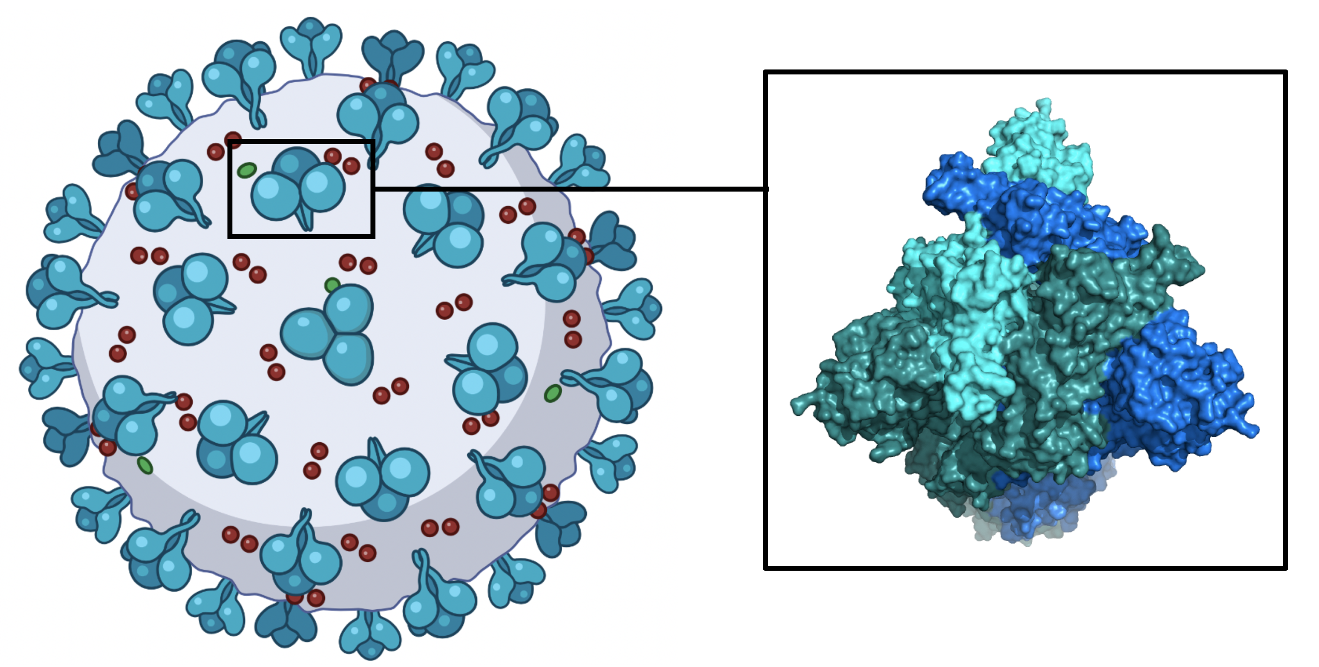 mRNA-COVID-19-Impfstoffe geben unserem Körper die Anweisung, ein harmloses Fragment des COVID-19-Spike-Proteins herzustellen, das sich auf der Oberfläche des Virus befindet. Wenn unser Immunsystem auf das Spike-Protein stößt, entwickelt unser Körper eine Immunreaktion gegen dieses Protein. Das bedeutet, dass wir bei einer Infektion mit COVID in der Lage sind, das Virus abzuwehren. Bild erstellt mit Biorender.