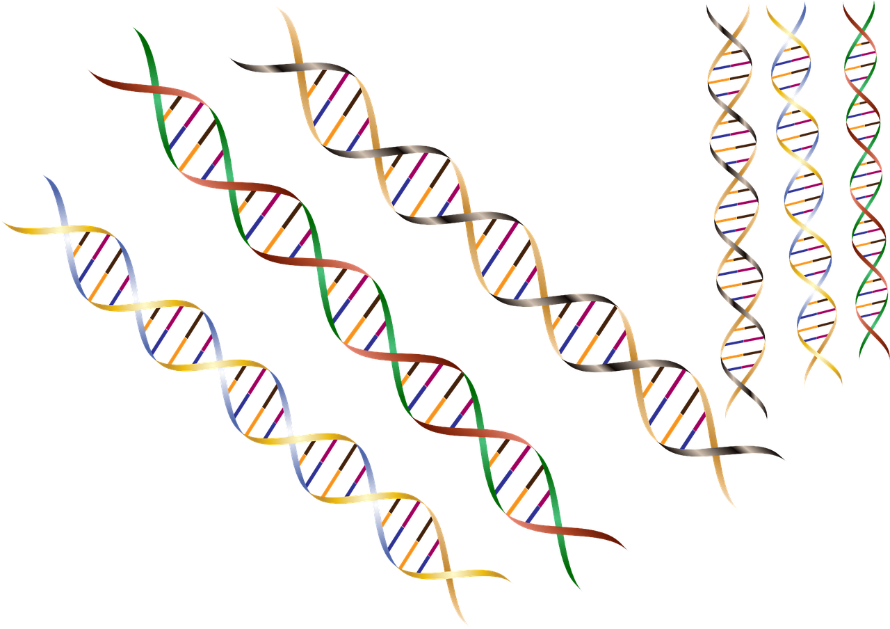 Genmodifikatoren sind kleine Abweichungen in der DNA, die zu verfrühten Symptomen der Huntington-Krankheit führen können