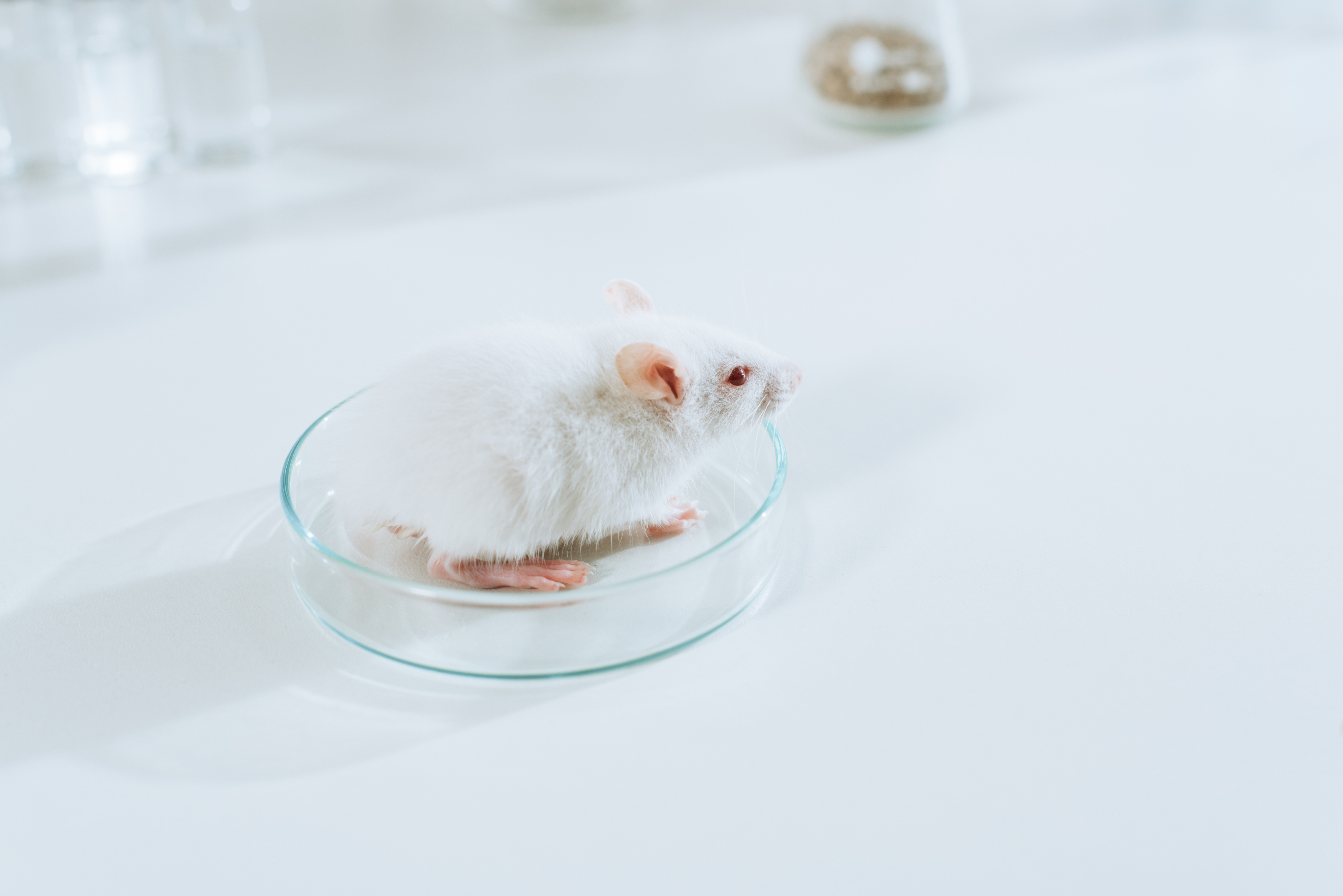 Tiermodelle können hilfreiche Einblicke ermöglichen, aber die einzige Art, die Sicherheit und Wirksamkeit einer Behandlung festzustellen, besteht in der Durchführung klinischer Studien mit menschlichen Patienten.