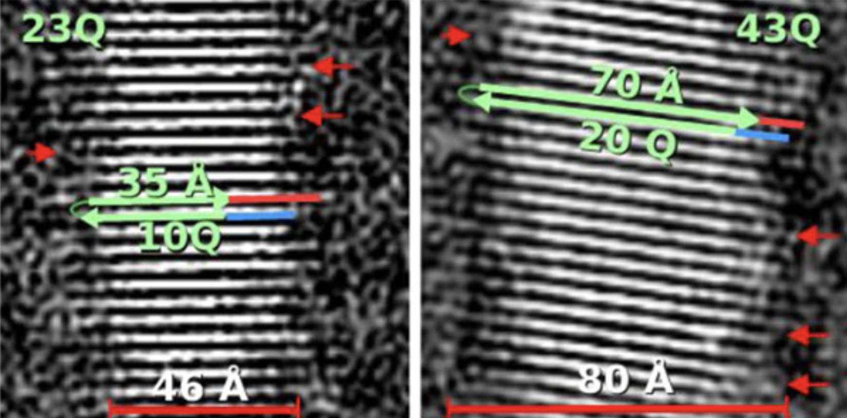 Die Forscher fanden heraus, dass die HD-Mutation zu Veränderungen in den Dimensionen der Huntingtin-Proteinfibrillen führt - die HD-Mutation macht die Fibrillen breiter, wie auf der rechten Seite des Bildes zu sehen ist. Das Bild wurde mit Genehmigung von Prof. Hilal Lashuel zur Verfügung gestellt.