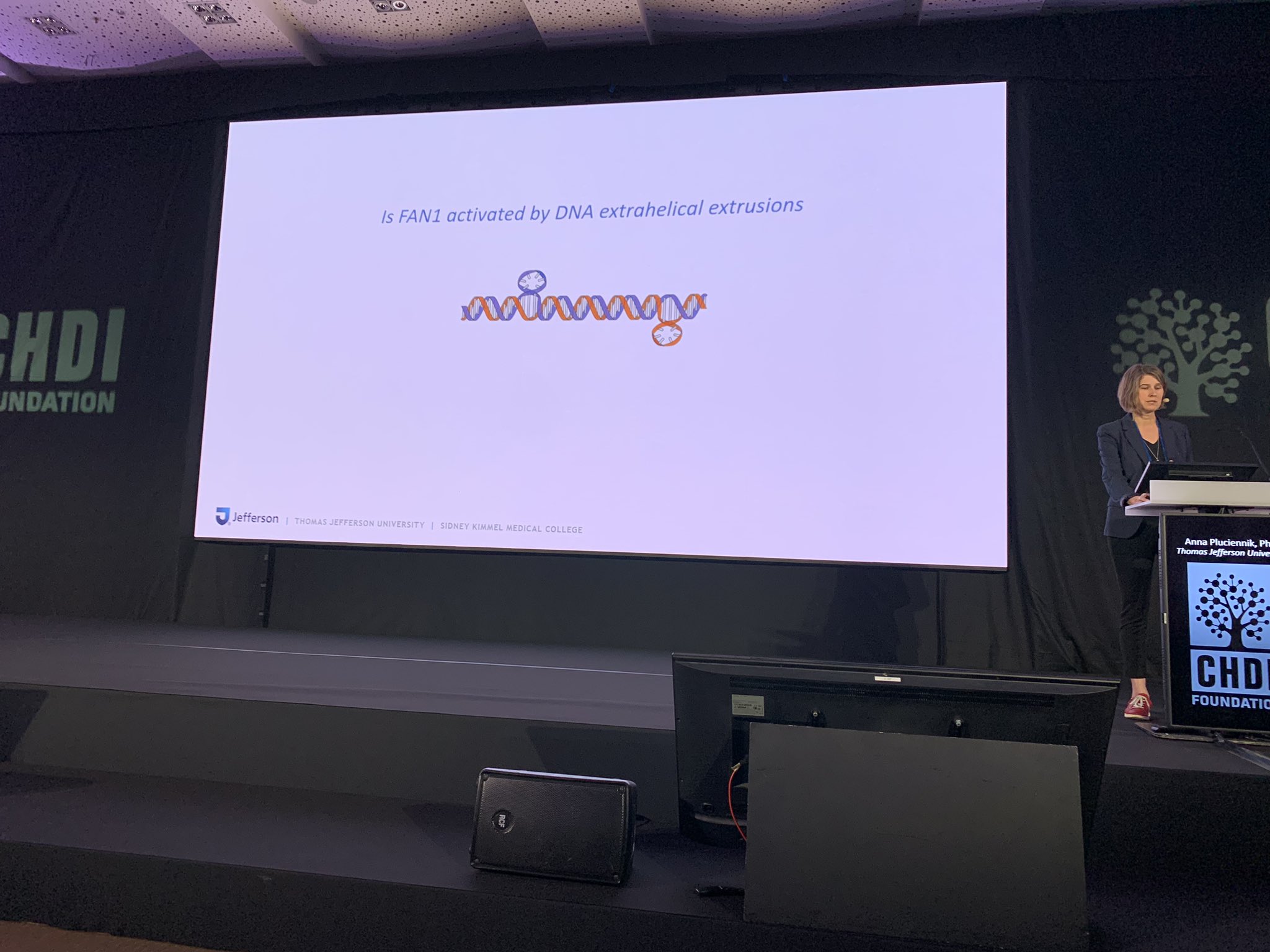 Dr. Anna Pluciennik zeigt DNA-Extrusionen. Sie lassen die DNA ein wenig seltsam aussehen! Mismatch-Reparaturproteine helfen, sie zu reparieren.