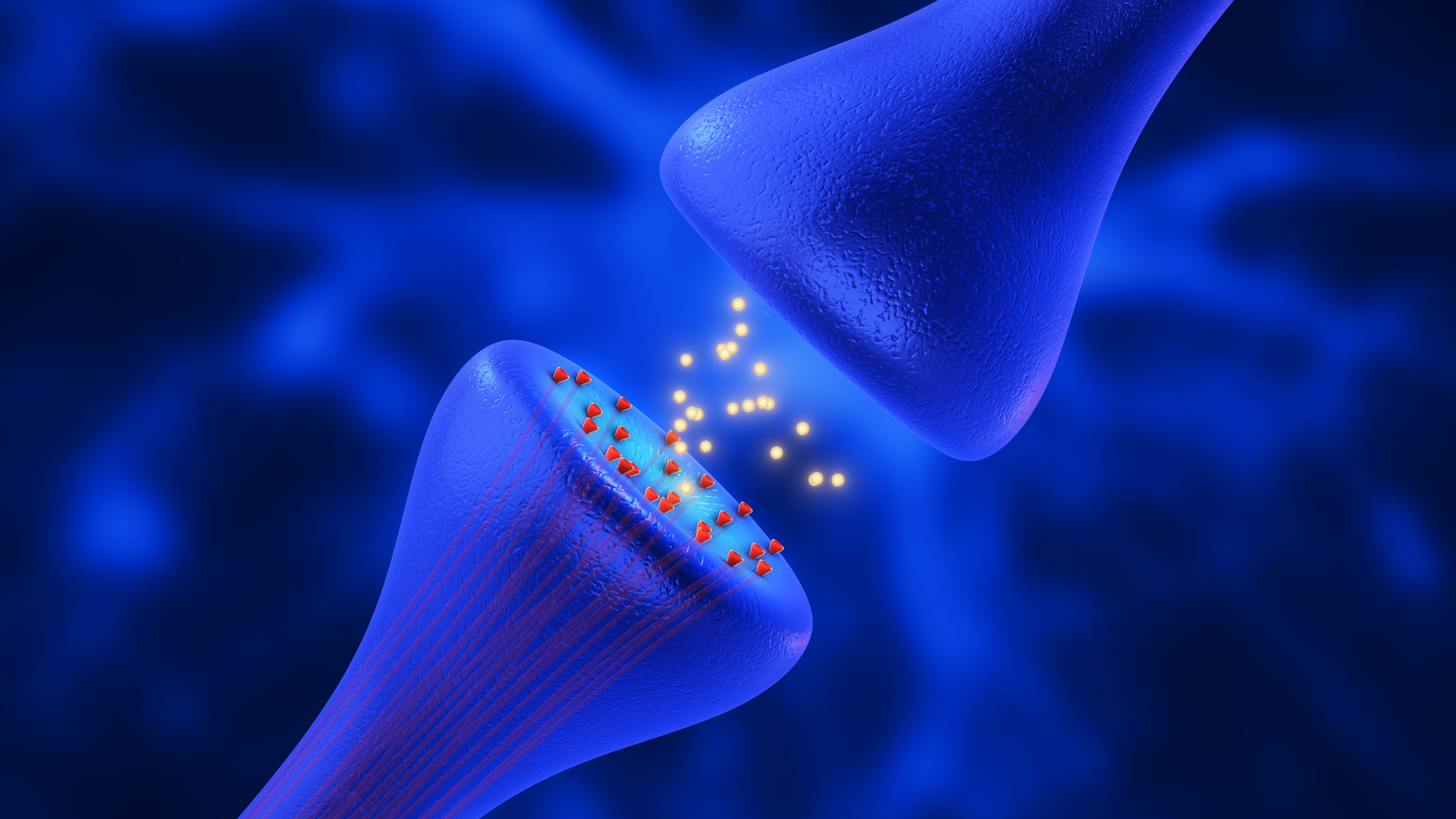 Gehirnzellen kommunizieren, indem sie mikroskopisch kleine Informationsbläschen über eine sogenannte Synapse senden. Die Zell-zu-Zell-Kommunikation über die Synapse ist in von der Huntington-Krankheit betroffenen Zellen schwächer.