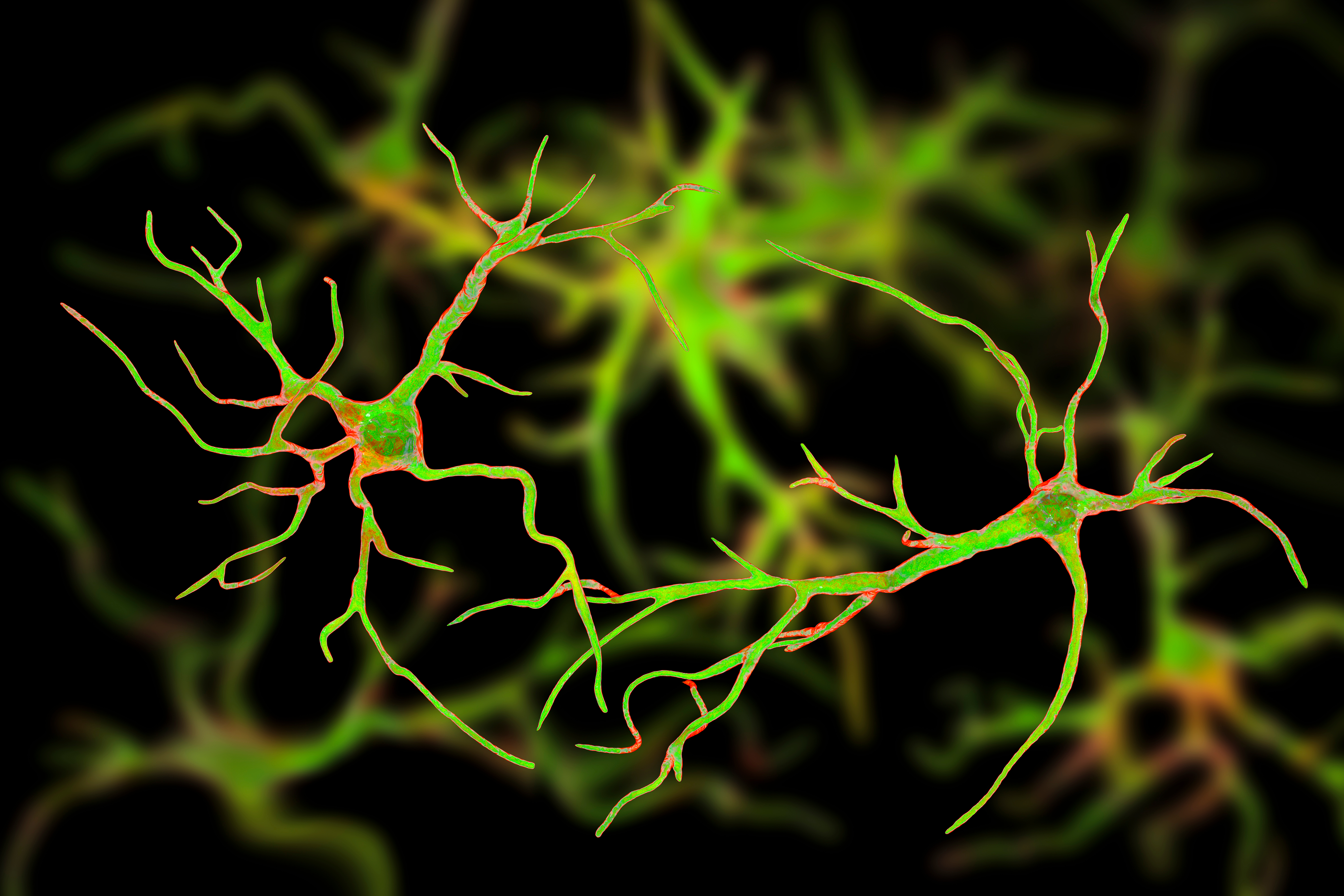 Verschiedene Arten von Astrozyten könnten Nervenzellen vor Schäden schützen. Der Verlust von Astrozyten kann zur Neurodegeneration bei der Huntington-Krankheit beitragen.