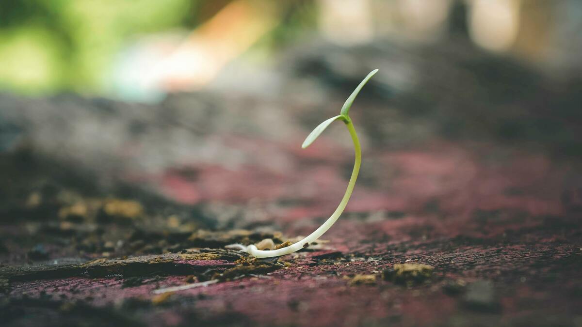 So wie Aprilschauer Maiblumen hervorbringen, so hat dieser April eine Reihe aufregender Studien zur Erforschung der Huntington-Krankheit hervorgebracht. Jede einzelne trägt dazu bei, einen Samen der Erkenntnis zu nähren, der zu künftigen Durchbrüchen führen wird.
