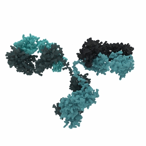 Die Struktur eines gewöhnlichen Antikörpers  
