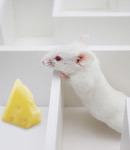 HK Mäuse hatten Probleme, sich an bekannte Objekte und Wege zu erinnern. Das HDAC Inhibitor Medikament Trichostatin schützt diese Fähigkeiten.  