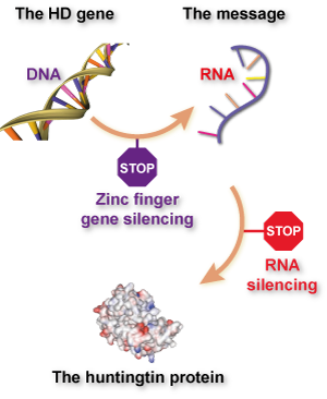 Der Unterschied zwischen Zinkfingern und "traditioneller" RNA-gezielter Gen-Stummschaltung erläutert.  Zinkfinger verhindern, dass RNA hergestellt wird durch das Festhalten an der DNA, während Stummschaltungs- Techniken wie RNA-Interferenz (RNAi) oder Anti-Sense-Oligonukleotide (ASO) verhindern, dass das Protein hergestellt wird durch das Festhalten an RNA.   