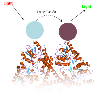 Das Prinzip der TR-FRET. Zwei verschiedene Antikörper (blau und lila) klebten an einem Protein wie Huntingtin, um zu interagieren, um die Eigenschaften von Licht in einer Weise zu verändern, die man messen kann.   
