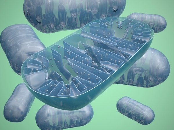 Fast jede Zelle unseres Körpers ist mit Kraftwerken namens "Mitochondrien" ausgestattet. Coenzym Q10 hilft den Mitochondrien, Energie herzustellen.   