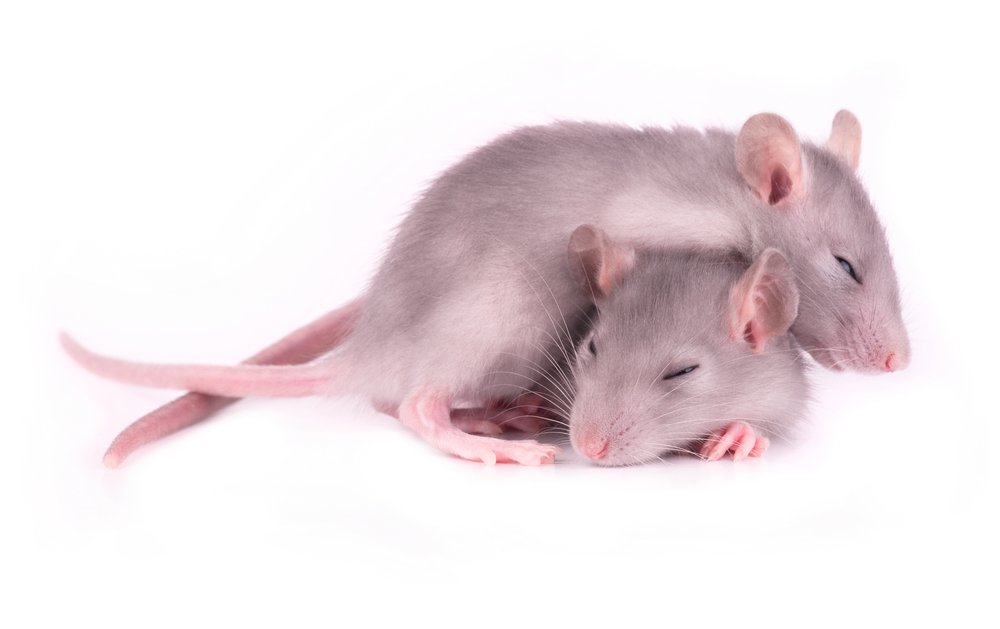 Studien mit Mausmodellen haben uns dabei geholfen, Schlafprobleme von HK-Patienten zu verstehen. Ermutingenderweise hat die Wiederherstellung normalen Schlafs bei HK-Mäusen ihr Denkvermögen verbessert.  