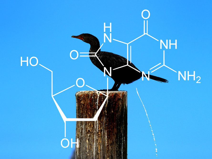 Die Struktur von 8OHdG oder 8-Hydroxy-Deoxy-Guanosin. Es wird hergestellt wenn die DNA beschädigt ist und ist nach Vogelkot benannt.  