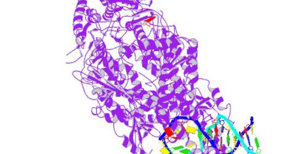 Ein DNA-reparierendes Protein verändert die Stabilität der langen CAG-Bereiche im Huntington-Gen