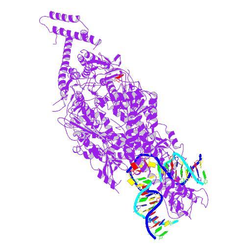Die MSH-Protein-Familie (violett) scannt entlang der DNA (gepaarte Stränge) auf der Suche nach Fehlern.  