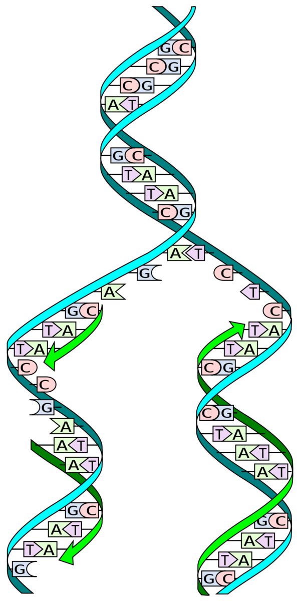 Während der "Replikation" von DNA werden zwei komplementäre Stränge der "Doppel-Helix" getrennt und neue Stränge durch aufeinanderfolgende Zugabe von komplementären DNA-Buchstaben gebaut - perfektes Duplizieren der Doppel-Helix in dem Prozess.   