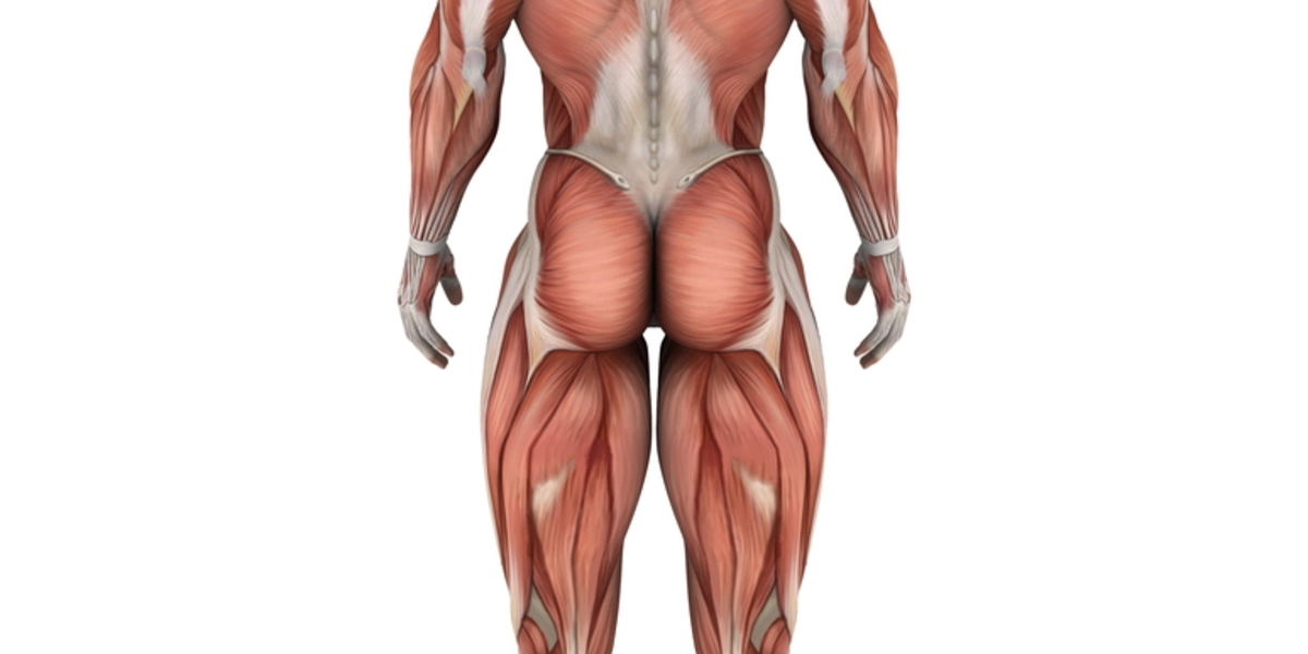 Könnten Muskelprobleme helfen, die Bewegungen von Huntington-Patienten zu erklären?
