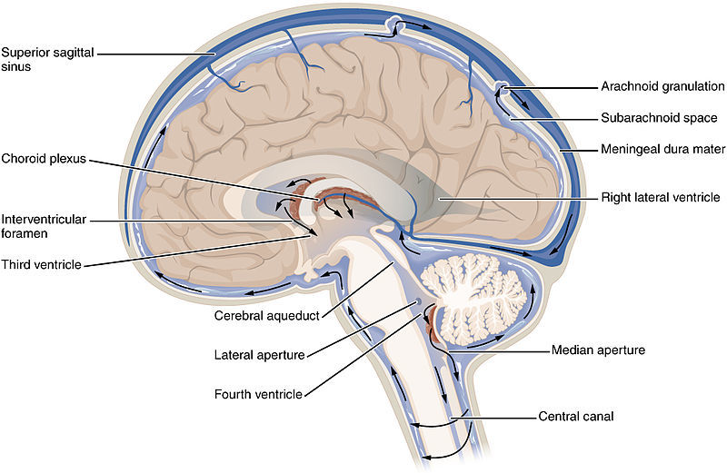 Die Gehirn-Rückenmarksflüssigkeit (englisch: cerebrospinal fluid; abgekürzt: CSF) zirkuliert im gesamten Gehirn, badet es und hilft dabei, den Zellschutt wegzuräumen.  