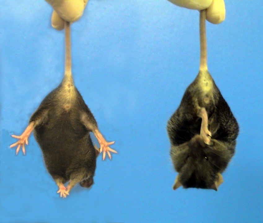 Ein Bespiel für die Klammerbewegung der HK Mäuse, die für diese Studie verwendet wurden - Die Maus auf der rechten Seite ist eine HK Maus, während die Maus auf der linken Seite eine normale Maus ist.  