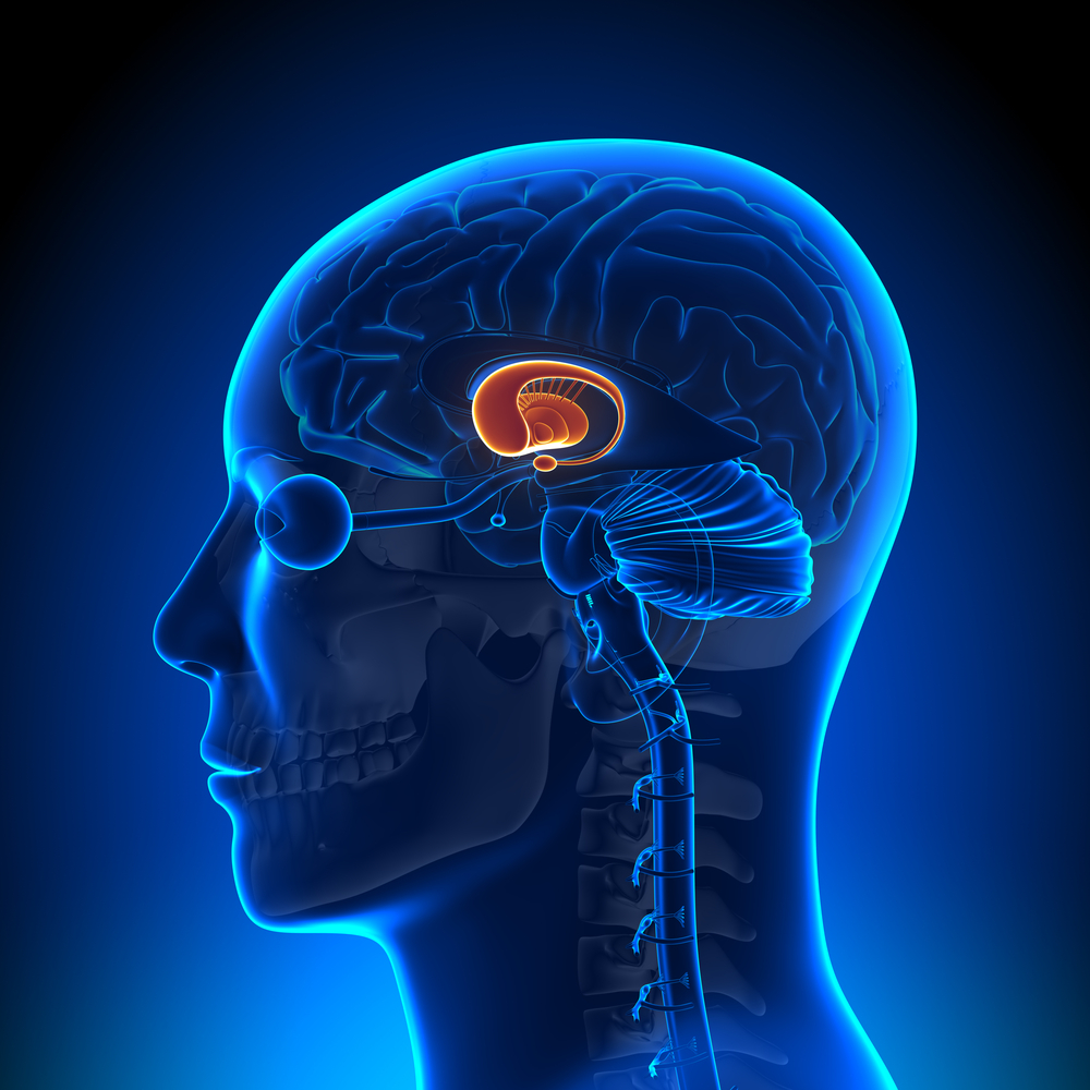 Diese Studie untersuchte die relative Bedeutung der zerknitterten Oberfläche des Gehirns (Kortex) und den Basalganglien, hier orange dargestellt, bei der Huntington-Krankheit.  