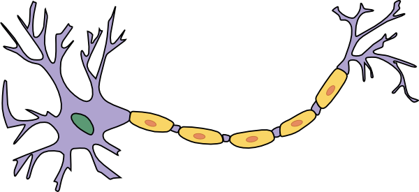 In diesem Cartoon sind die "Dendriten" des Neurons die dünnen Ausläufer links. Das "Soma" des Neurons ist der Hauptteil der Zelle (hier in Lila). Die lange Leitung, die rechts herausragt, ist das "Axon" des Neurons.  