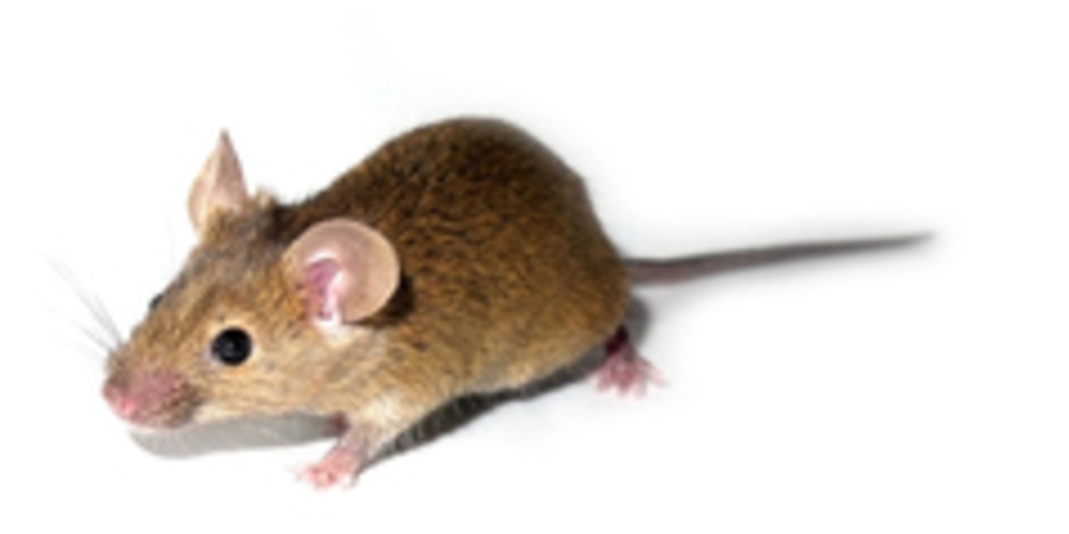 Huntington-Mäuse liefern einen hilfreichen Fehler